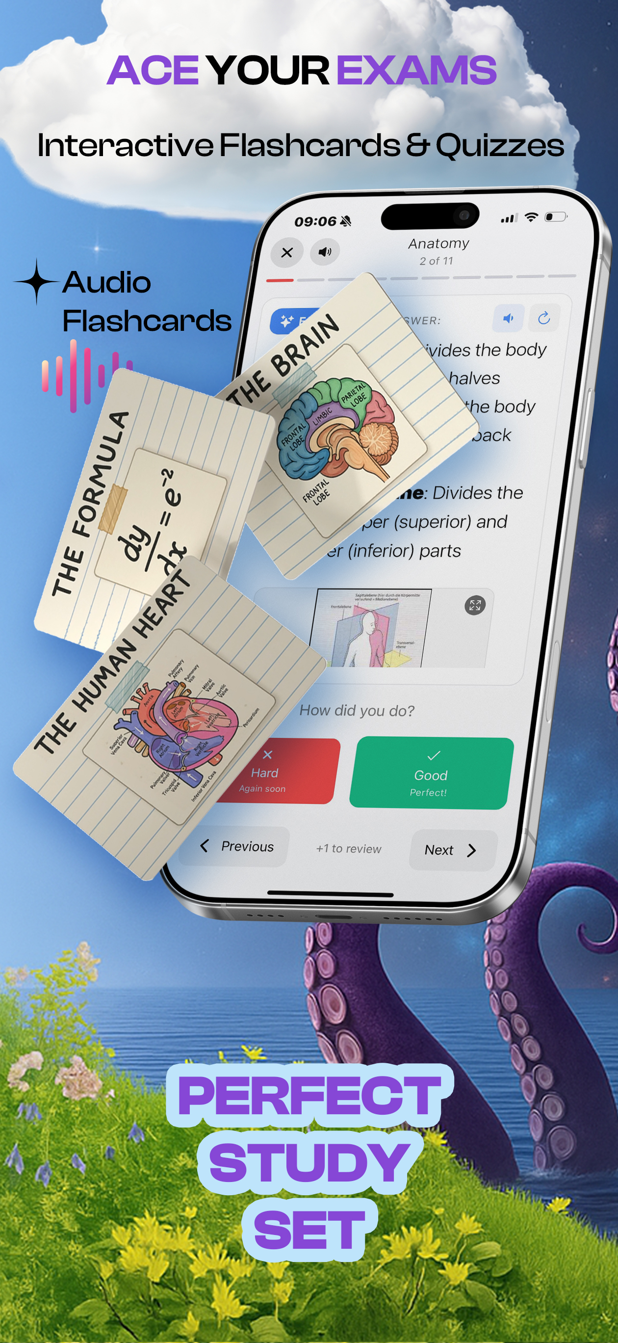 Flashcards & Quizzes